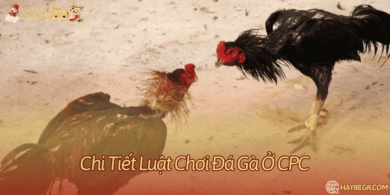 Quy định về thời gian thi đấu của một trận chọi gà ở CPC 