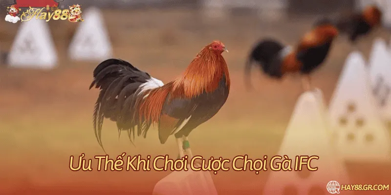 So sánh đá gà truyền thống và đá gà trên nền tảng IFC 